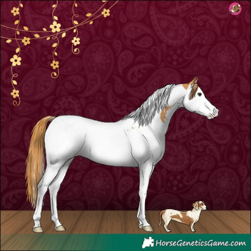 Horse Color:Chestnut Splash Tobiano