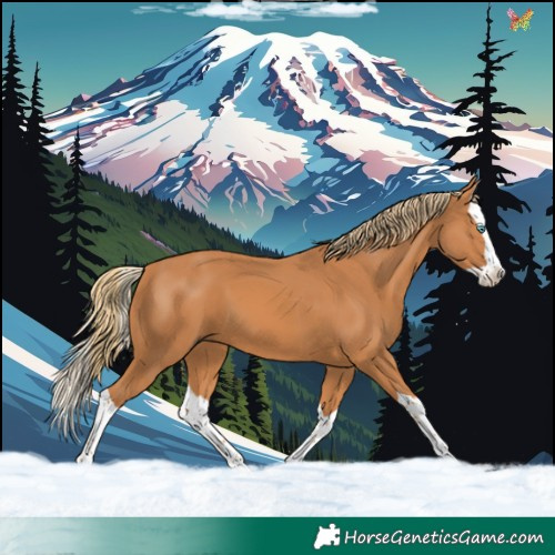 Horse Color:Chestnut Splash 