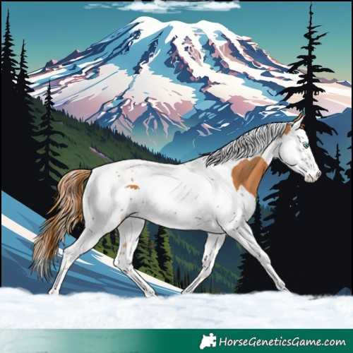Horse Color:Chestnut Splash Tobiano 