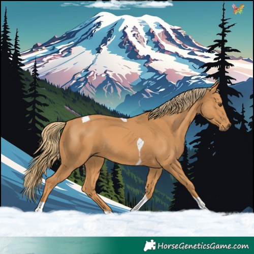 Horse Color:Chestnut Tobiano 