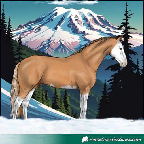 Horse Color:Chestnut Splash 