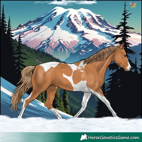 Horse Color:Chestnut Tobiano 