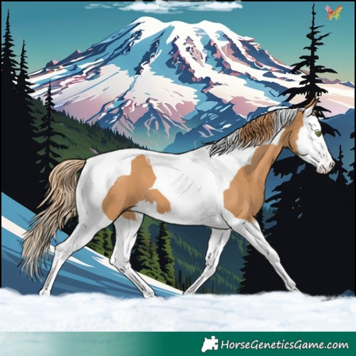 Horse Color:Chestnut Splash Tobiano 