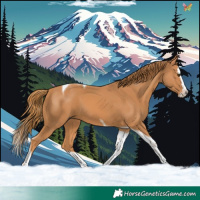 Horse Color:Chestnut Splash Tobiano 