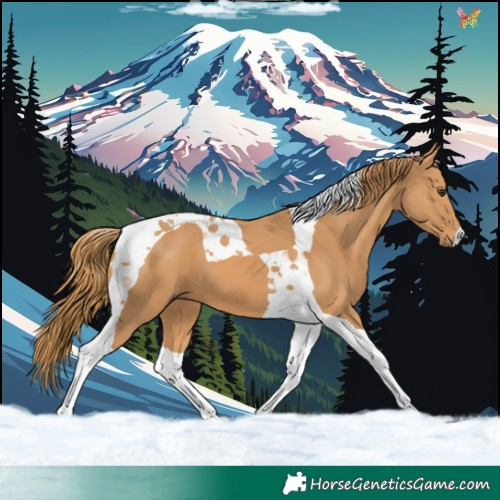 Horse Color:Chestnut Tobiano 