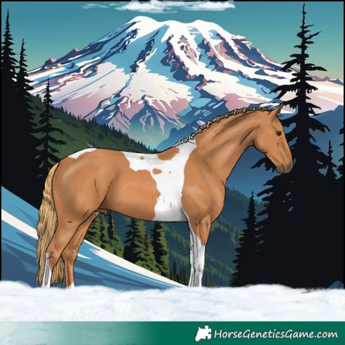 Horse Color:Chestnut Tobiano