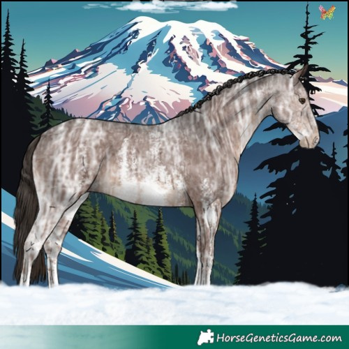 Horse Color:Liver Chestnut Ice Sabino 