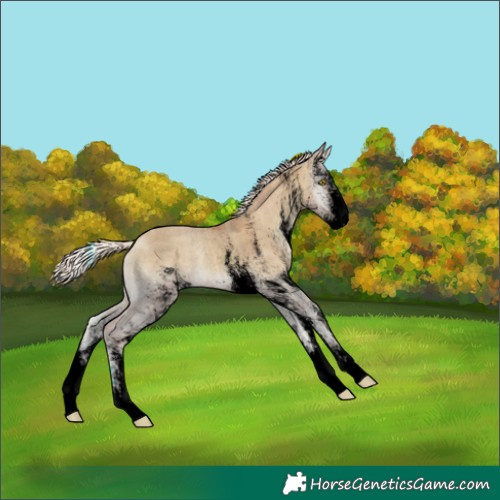 Horse Color:Void Plaid  White Spotted Gold Cream Champagne Onyx 