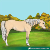 Horse Color:Silver Buckskin 