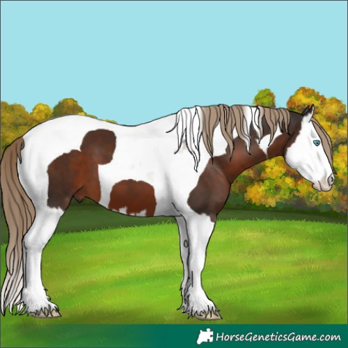 Horse Color:Liver Chestnut Splash Tobiano