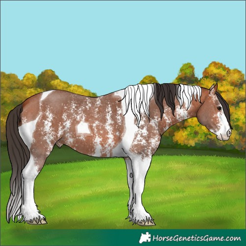 Horse Color:Bay Sabino Tobiano 