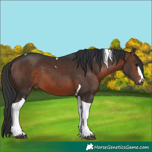 Horse Color:Brown Tobiano