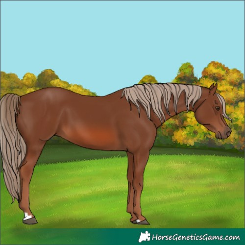 Horse Color:Chestnut 