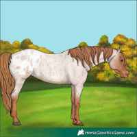 Horse Color:Red Roan Appaloosa