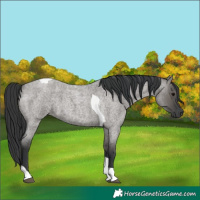 Horse Color:Grullo Roan Tobiano 