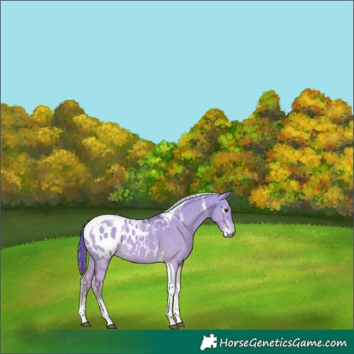 Horse Color:Powder White Gray Platinum Watercolor Red Dun Tobiano Appaloosa 