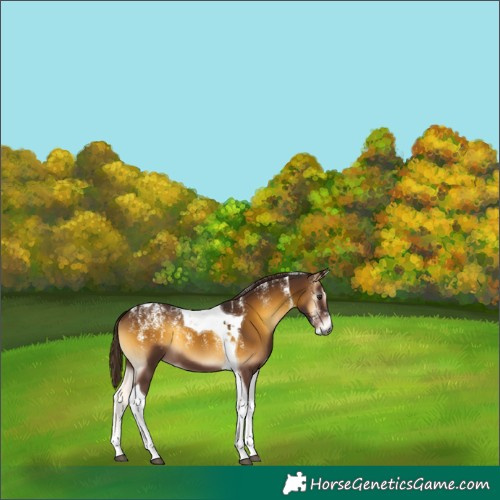Horse Color:Powder White Gray Red Onyx Tobiano 