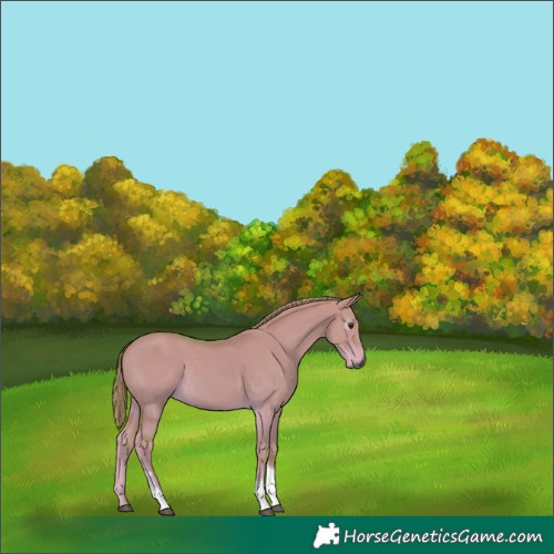 Horse Color:Gray Watercolor Red Dun Tobiano 