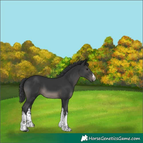 Horse Color:White Spotted Black 