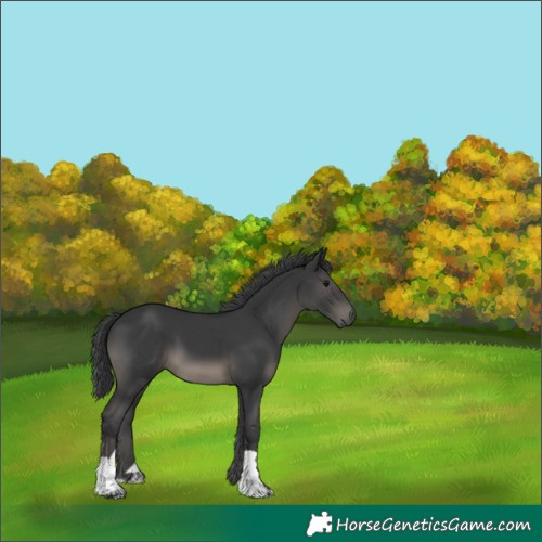 Horse Color:Black 