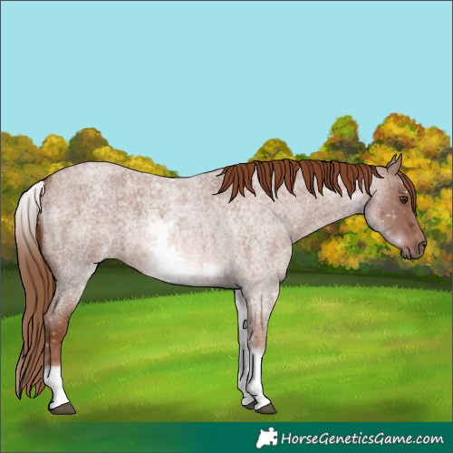 Horse Color:White Spotted Red Roan