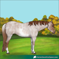 Horse Color:White Spotted Red Roan
