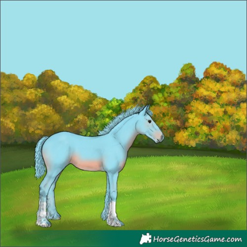 Horse Color:Watercolor Black 