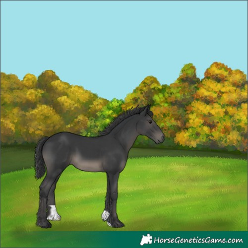 Horse Color:Black 