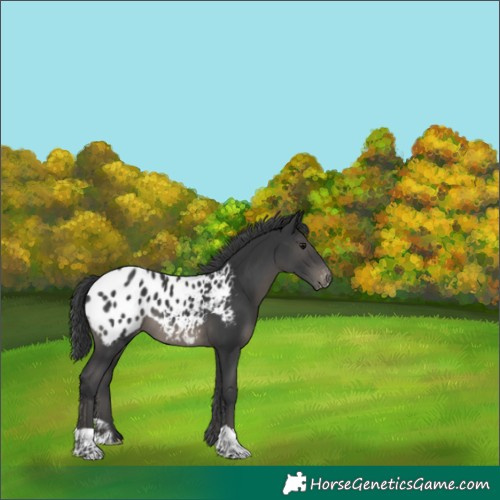 Horse Color:Black Appaloosa
