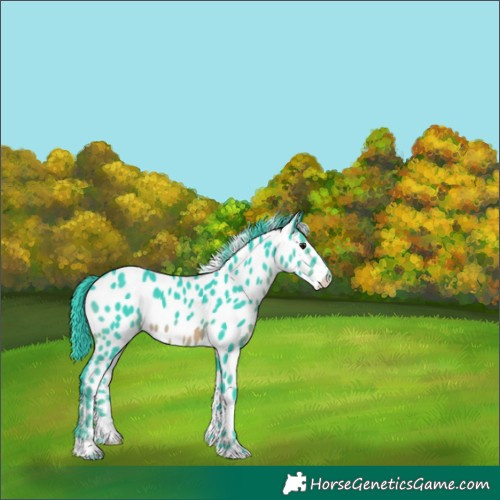 Horse Color:Watercolor Black Appaloosa 