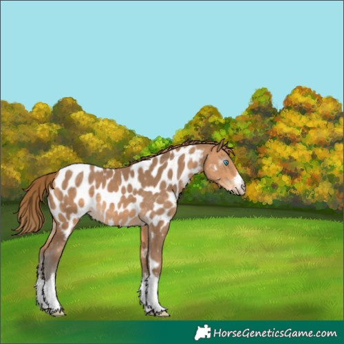 Horse Color:Gray White Spotted Perlino Appaloosa 