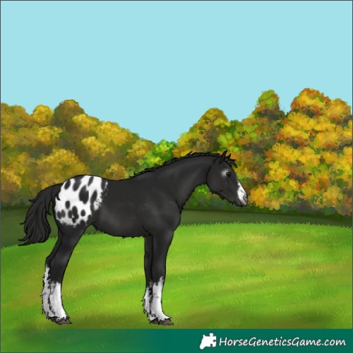 Horse Color:Gray White Spotted Smoky Black Blanket 