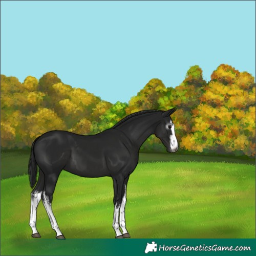Horse Color:Gray White Spotted Black 