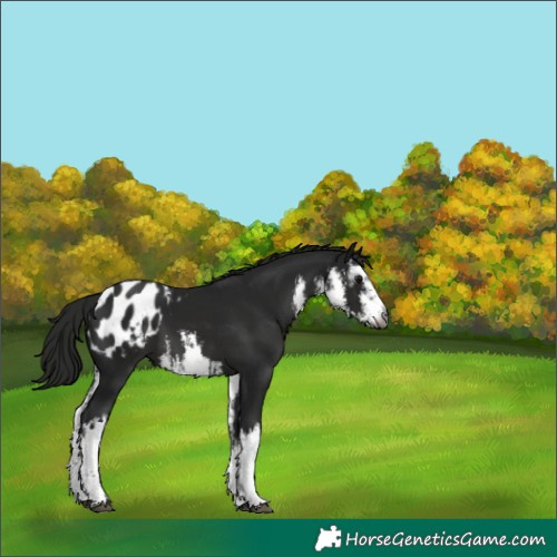 Horse Color:Gray White Spotted Smoky Black Appaloosa 