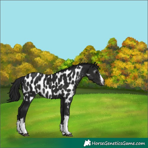 Horse Color:Gray White Spotted Smoky Black Appaloosa