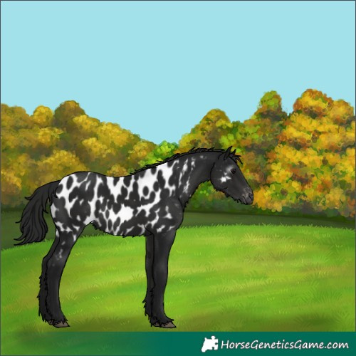 Horse Color:Gray White Spotted Smoky Black Appaloosa 