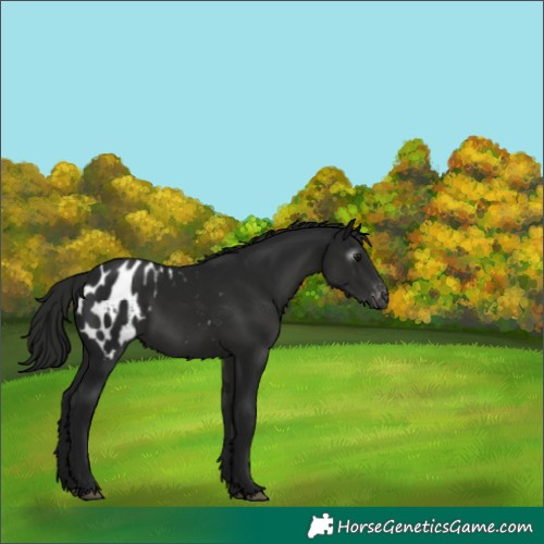 Horse Color:Gray White Spotted Smoky Black Blanket 