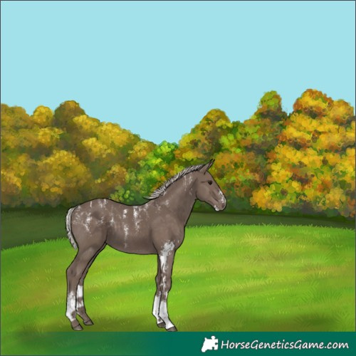 Horse Color:Powder White Silver Black Sabino 