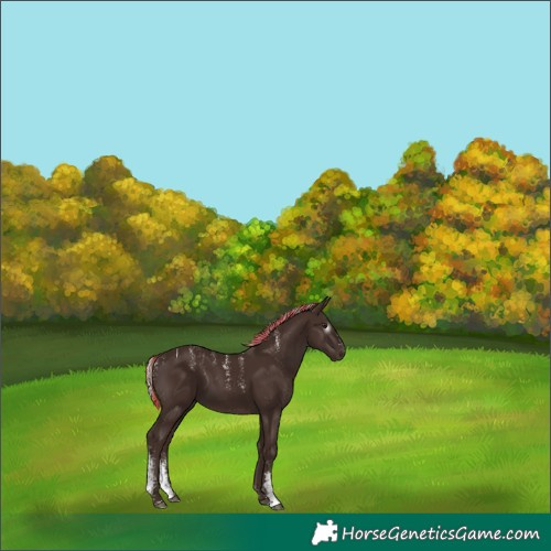 Horse Color:Powder White Gray Painted Silver Black Sabino 