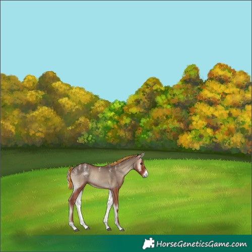 Horse Color:Powder White Painted Silver Blue Onyx Sabino 