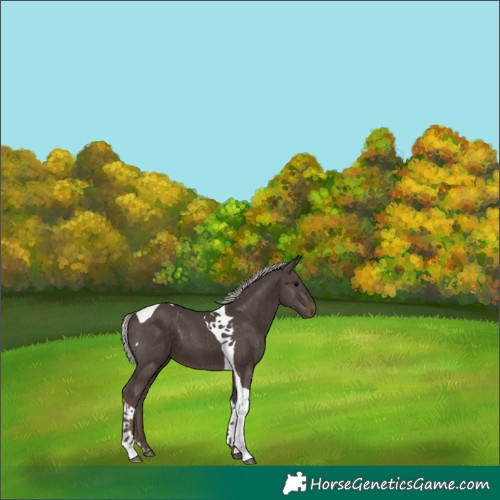 Horse Color:Silver Black Tobiano
