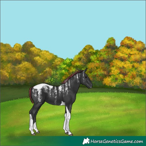 Horse Color:Powder White Painted Black Tobiano 