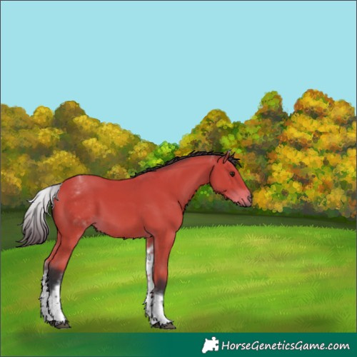 Horse Color:White Spotted Bay 