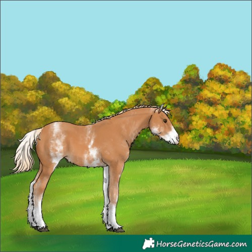 Horse Color:White Spotted Chestnut Appaloosa 