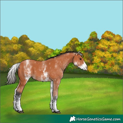 Horse Color:White Spotted Bay 