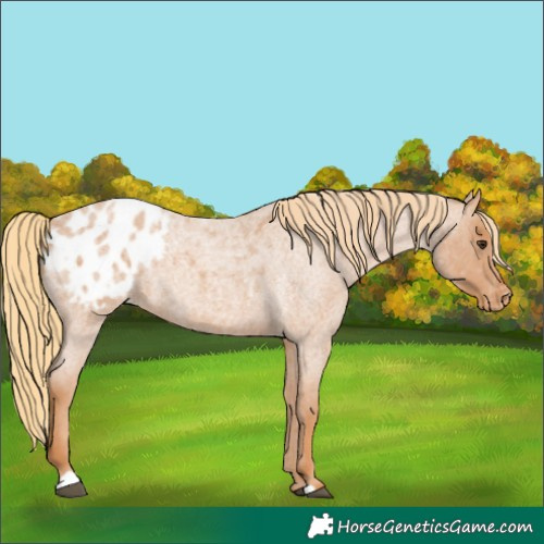 Horse Color:Red Roan Appaloosa 