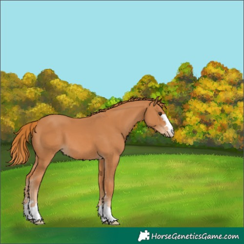 Horse Color:Chestnut Appaloosa 