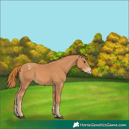 Horse Color:Chestnut Appaloosa