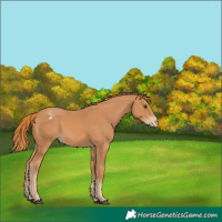 Horse Color:Chestnut Appaloosa 