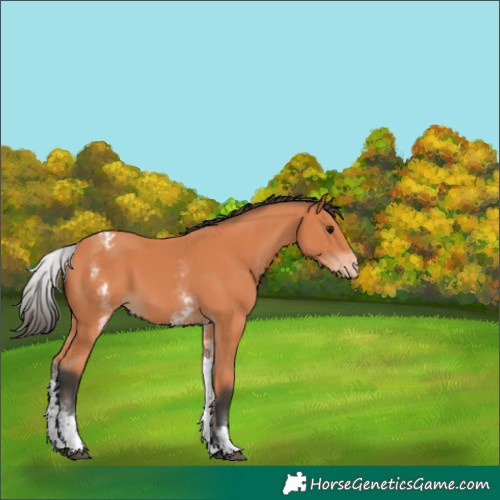 Horse Color:White Spotted Bay Appaloosa 